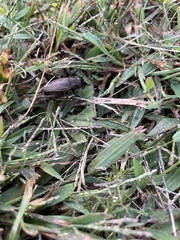 Gryllus pennsylvanicus