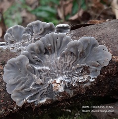 Auricularia brasiliana