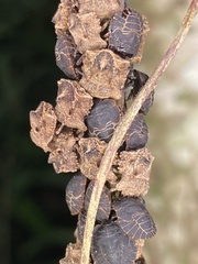 Cyrtocoris