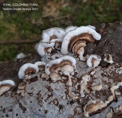 Auricularia brasiliana