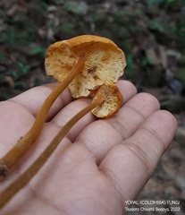 Heimiomyces tenuipes