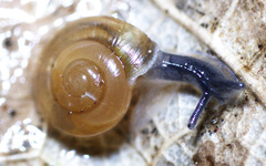 Glyphyalinia wheatleyi