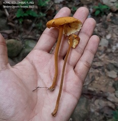 Heimiomyces tenuipes