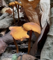 Heimiomyces tenuipes