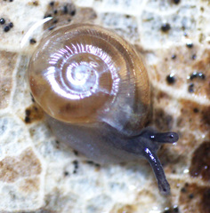 Glyphyalinia wheatleyi