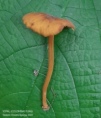 Heimiomyces tenuipes