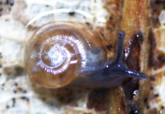 Glyphyalinia wheatleyi