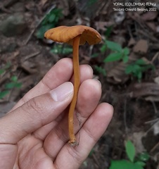 Heimiomyces tenuipes