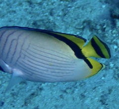 Chaetodon vagabundus