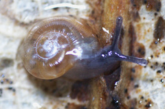Glyphyalinia wheatleyi