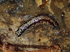 Meghimatium pictum