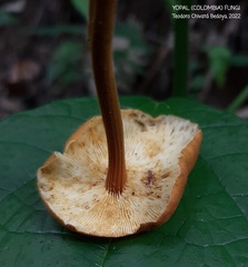 Heimiomyces tenuipes
