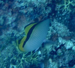 Chaetodon vagabundus