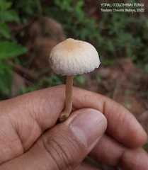 Agrocybe retigera