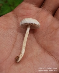 Agrocybe retigera