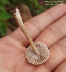 Agrocybe retigera