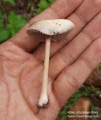 Agrocybe retigera