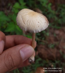 Agrocybe retigera