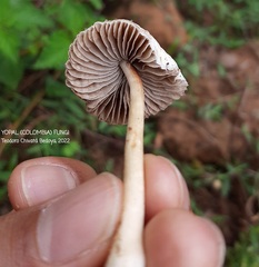 Agrocybe retigera