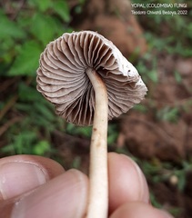 Agrocybe retigera