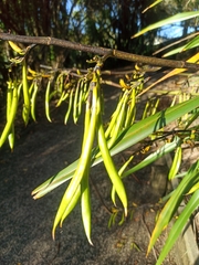 Phormium cookianum