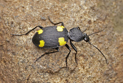 Craspedophorus