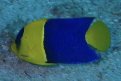 Centropyge bicolor