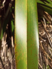 Phormium cookianum