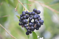 Cestrum diurnum