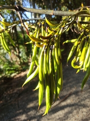 Phormium cookianum