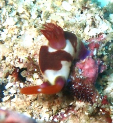 Nembrotha chamberlaini
