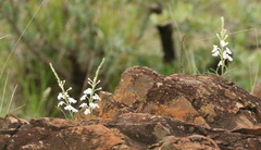 Chascanum hederaceum