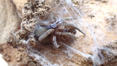 Filistata insidiatrix