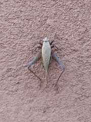 Eneoptera surinamensis