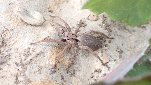 Alopecosa laciniosa