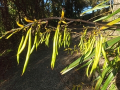 Phormium cookianum