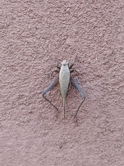 Eneoptera surinamensis