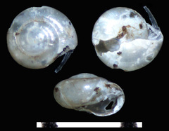 Guppya sterkii