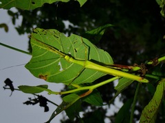 Marmessoidea rosea