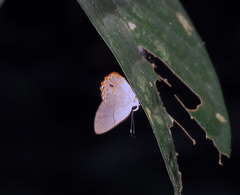 Euselasia ignitus