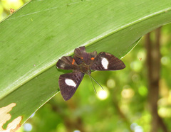 Cyrenia martia