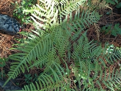 Pteridium aquilinum pseudocaudatum