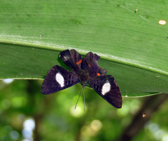 Cyrenia martia