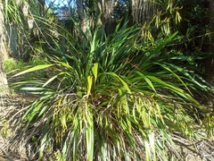 Phormium cookianum