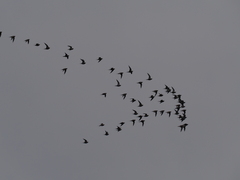 Syrrhaptes paradoxus