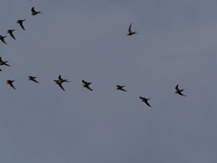 Syrrhaptes paradoxus