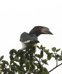 Bycanistes bucinator