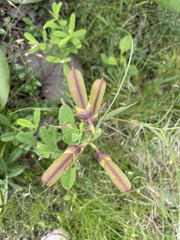 Crotalaria retusa