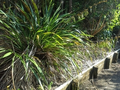 Phormium cookianum