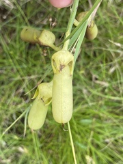 Crotalaria retusa